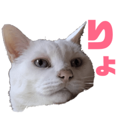 [LINEスタンプ] ねこのピーさん