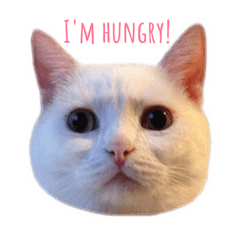 [LINEスタンプ] はらぺこ ハカセ 