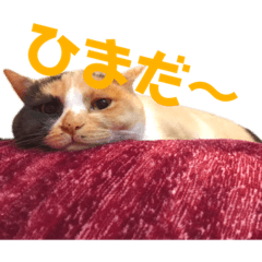 [LINEスタンプ] 真顔にゃんちのスタンプ 
