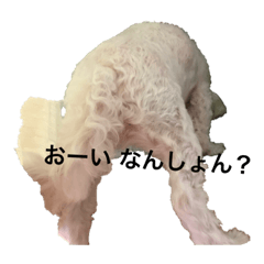 [LINEスタンプ] マルチーズのルー 
