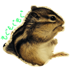 [LINEスタンプ] しまりすのなっつ 