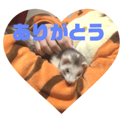 [LINEスタンプ] ふぇれはむず