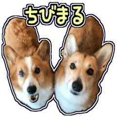[LINEスタンプ] ちびまるのスタンプ パート2