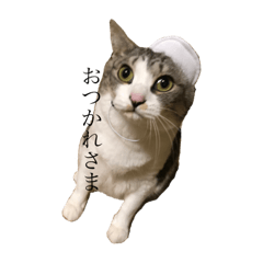 [LINEスタンプ] 安藤さんちの猫 