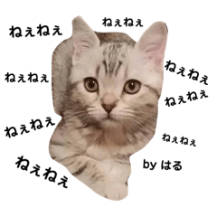 [LINEスタンプ] 猫のいる生活（日常生活ver.） 