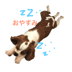 [LINEスタンプ] キャバリア実写:常用編 
