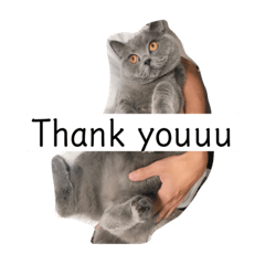 [LINEスタンプ] mochi  cat 