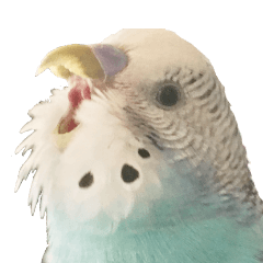 [LINEスタンプ] セキセイインコの露草ちゃん 