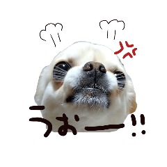 [LINEスタンプ] チワワのつむじくん 