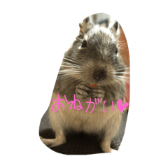 [LINEスタンプ] デグーの日常1 