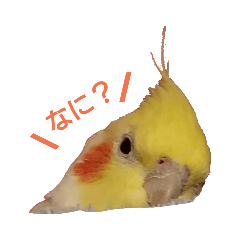 [LINEスタンプ] カオスインコ 