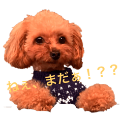 [LINEスタンプ] ひまりちゃんスタンプ♪ 