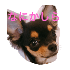 [LINEスタンプ] ちい坊