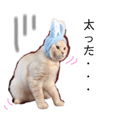[LINEスタンプ] ネコの日常♪毎日使えるスタンプです。 