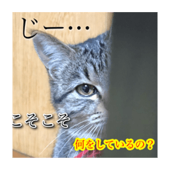[LINEスタンプ] まめこのキモチ 