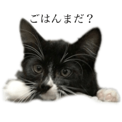[LINEスタンプ] にゃむな日々 