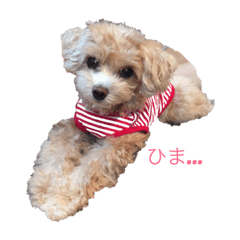 [LINEスタンプ] ちむたんスタンプ 