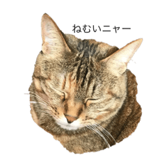 [LINEスタンプ] ゆずニャンコの癒し 