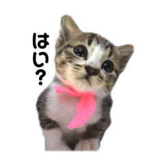 [LINEスタンプ] クリリンとおじさん
