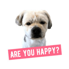 [LINEスタンプ] 我が家の問題児犬 (English版)