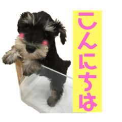 [LINEスタンプ] シュナウザー(アイクとシルト)3