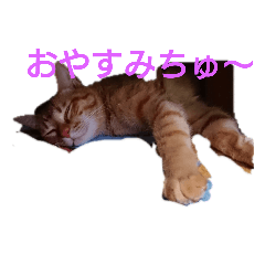 [LINEスタンプ] とらくんからのメッセージ 
