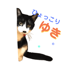 [LINEスタンプ] ゆきちゃんスタンプ★ fetchpriority=high