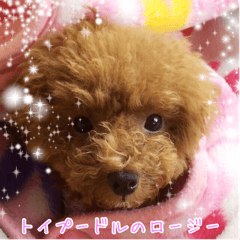[LINEスタンプ] トイプードルのロージー 