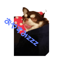 [LINEスタンプ] ぶさ可愛チワワ busakawa 