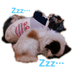 [LINEスタンプ] 我が家の癒しイヌネコ 
