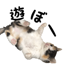 [LINEスタンプ] 三毛猫くーちゃんPart3