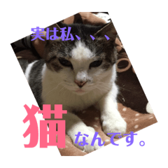 [LINEスタンプ] 我が家のアイドルまおにゃん 