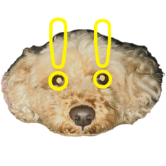 [LINEスタンプ] トイプードルのメリー 