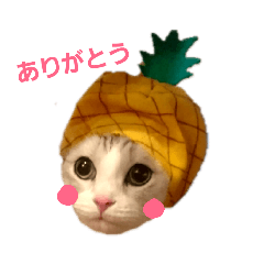 [LINEスタンプ] にゃんこの日常スタンプcat（くうちゃん）