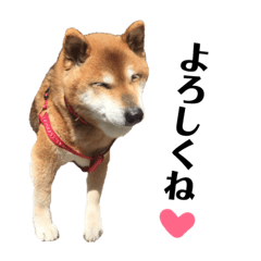 [LINEスタンプ] 柴犬コータのスタンプ