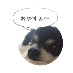 [LINEスタンプ] まぬけチワワ 