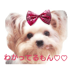 [LINEスタンプ] 可愛いシェリーとジュディのスタンプ