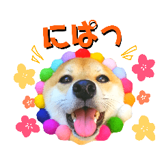 [LINEスタンプ] 柴犬チャーミー 