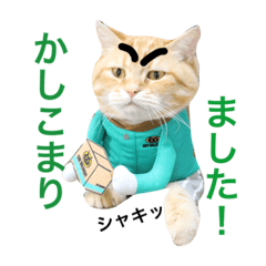 [LINEスタンプ] コテモツの日常スタンプ①