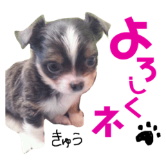[LINEスタンプ] セキグチのきゅーちゃん