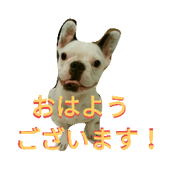 [LINEスタンプ] フレブル コウちゃんの画像（メイン）