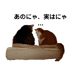 [LINEスタンプ] にゃんずの日々 