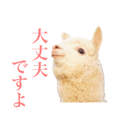 アルパカの写真