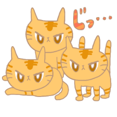 [LINEスタンプ] ねこ まいにち 