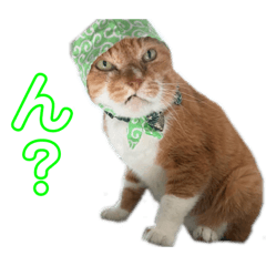 [LINEスタンプ] 元・傷猫クロスの家猫ばんざい