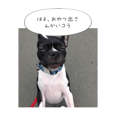 [LINEスタンプ] カトJIRO 