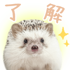 [LINEスタンプ] ハリネズミのノエル 