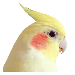 [LINEスタンプ] オカメインコのふくちゃんスタンプ2 