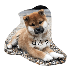 [LINEスタンプ] 柴犬まるこ 
