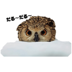 [LINEスタンプ] フクロウ のくろあめちゃん 